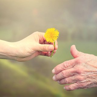 Die Hand einer jungen Person überreicht eine gelbe Löwenzahn-Blume an die Hand einer alten Person.