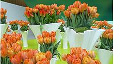 Viele Blumenvasen mit orangefarbenen Tulpen stehen auf einem Tisch.