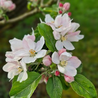 Bild einer Apfelblüte