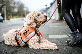 Eine Frau hält einen Assistenzhund an der Leine.