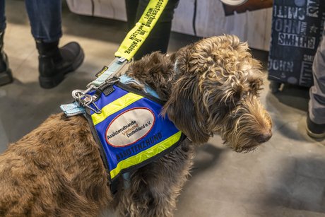 Ein Assitenzhund an der Leine, er trägt eine Weste mit der Aufschrift "Assistenzhund" und "Assizstenzhundeverband Deutschland"