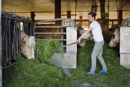 Rente für Landwirtinnen Eine junge Bäuerin in einem Kuhstall, die gerade mit einer Heugabel Gras an die Kühe verteilt