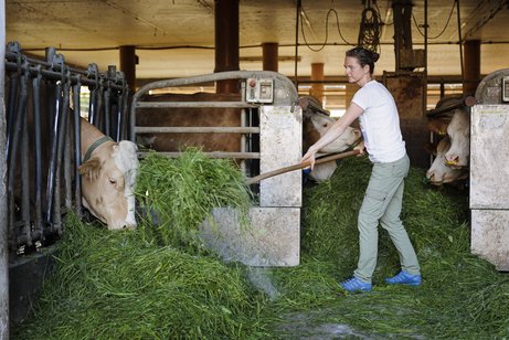 Rente für Landwirtinnen Eine junge Bäuerin in einem Kuhstall, die gerade mit einer Heugabel Gras an die Kühe verteilt
